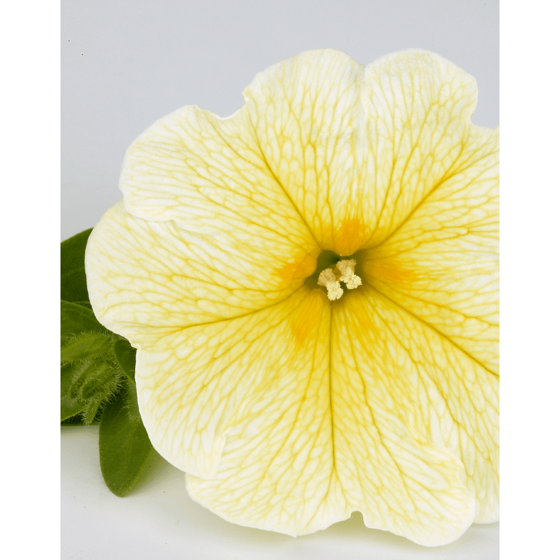 Trailing Petunia - Impulz Yellow