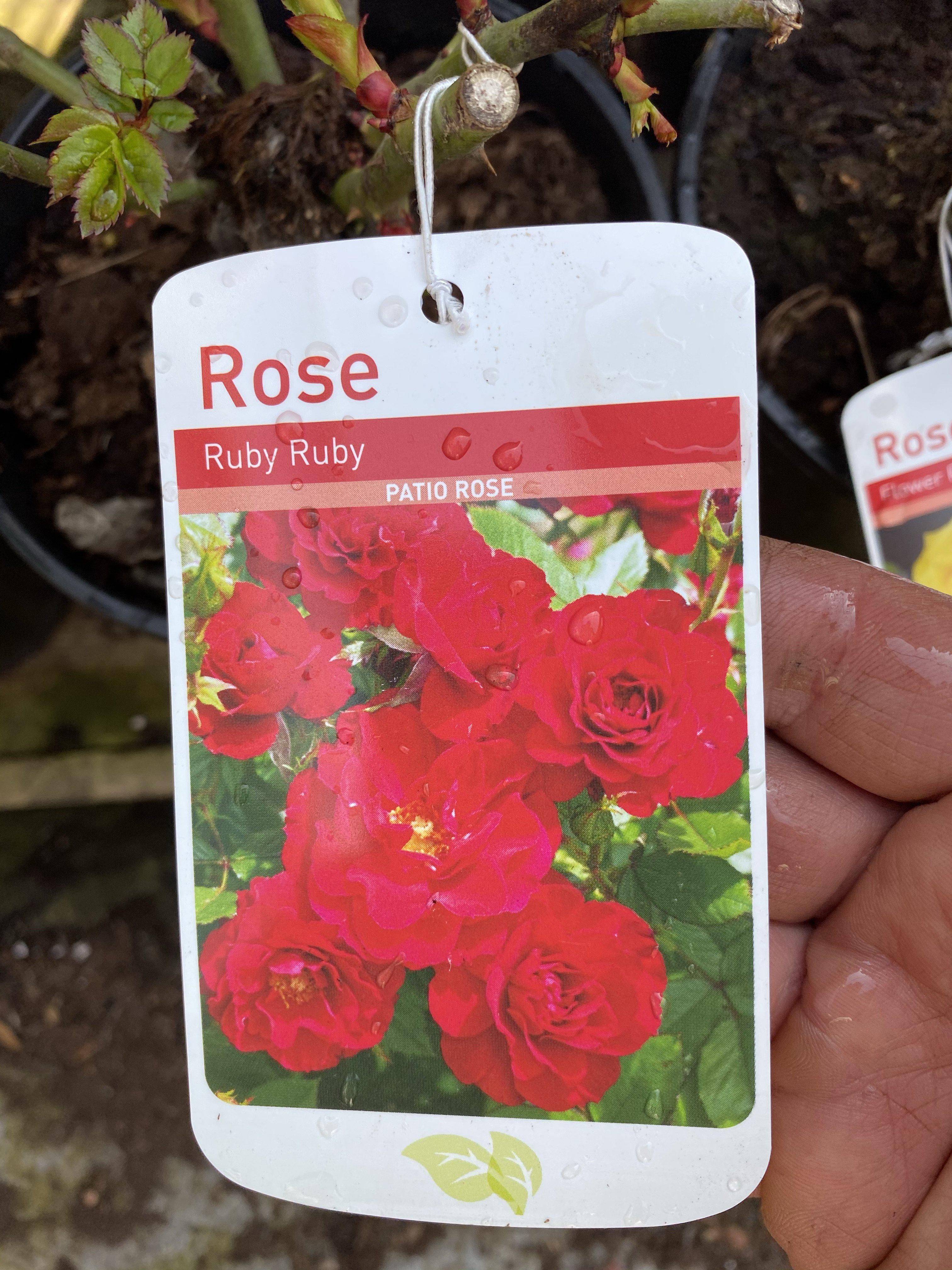 Rose “Ruby Ruby”