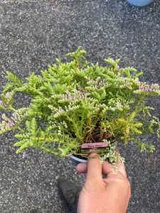 Sedum Sea Star Rose