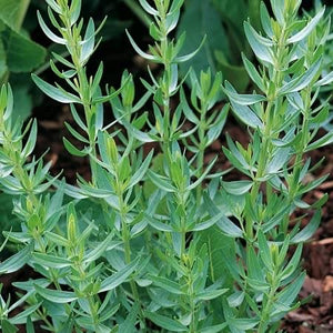 Tarragon Herb