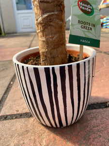 Yucca with Ceramic Pot