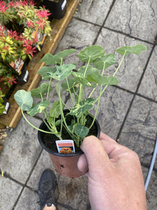 Nasturtium Tom Thumb