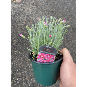 Dianthus Flutterby