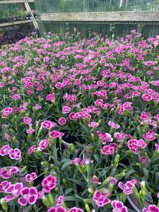 Dianthus Pink Kisses