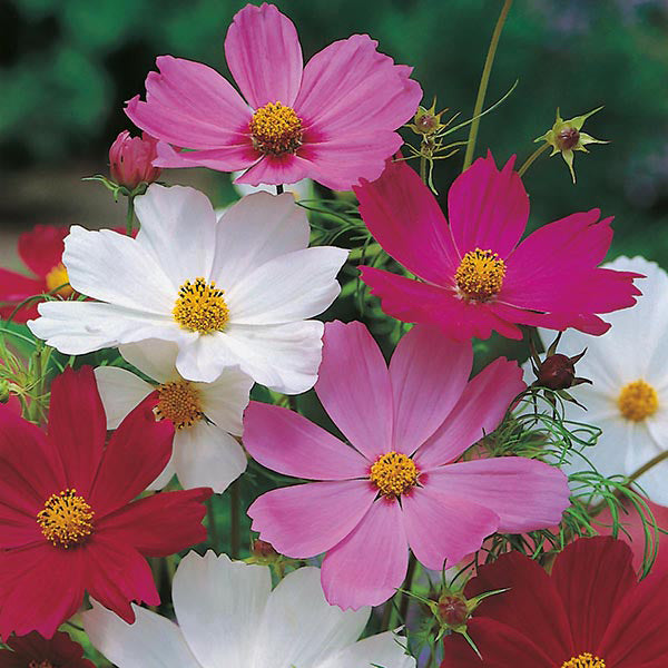 Cosmos Mixed - Large