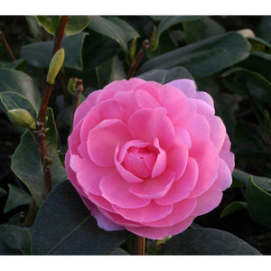 Camellia Eg Waterhouse