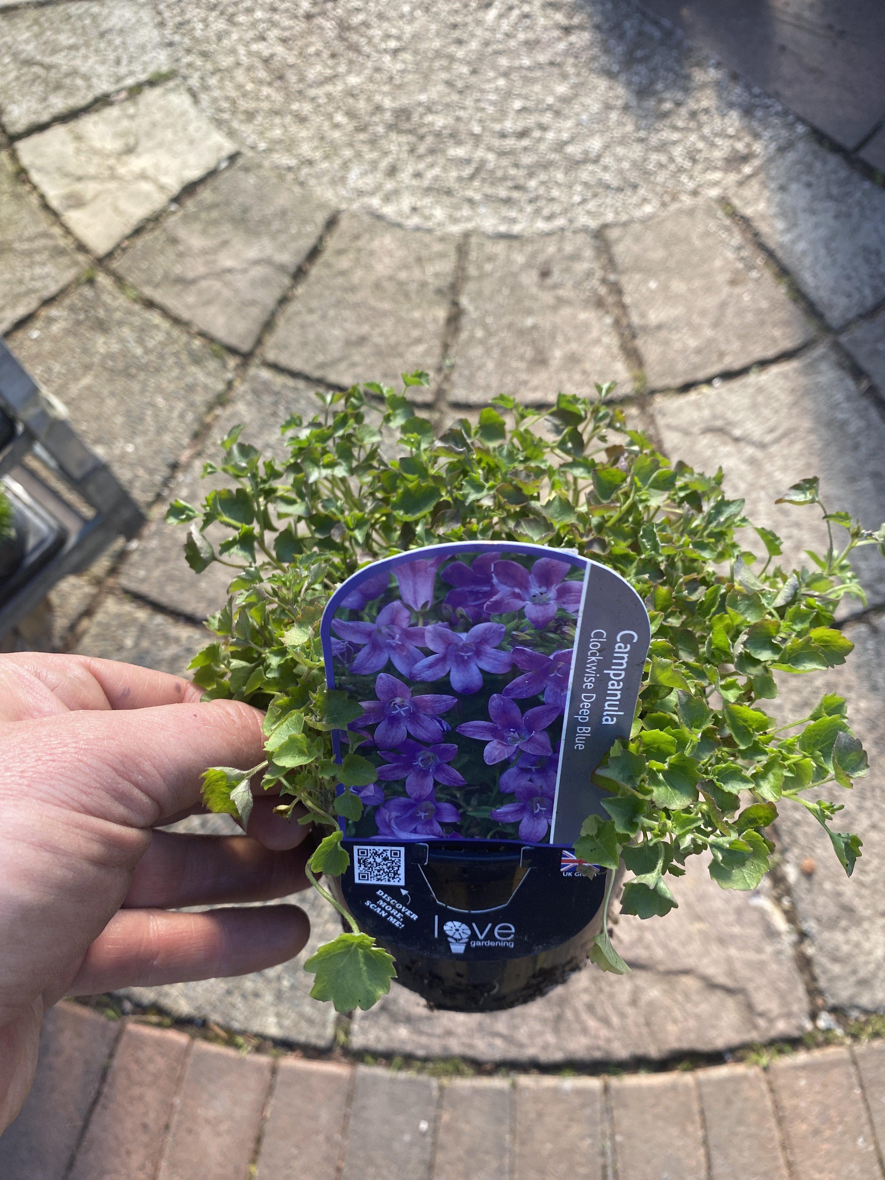 Campanula Mrs Resholt