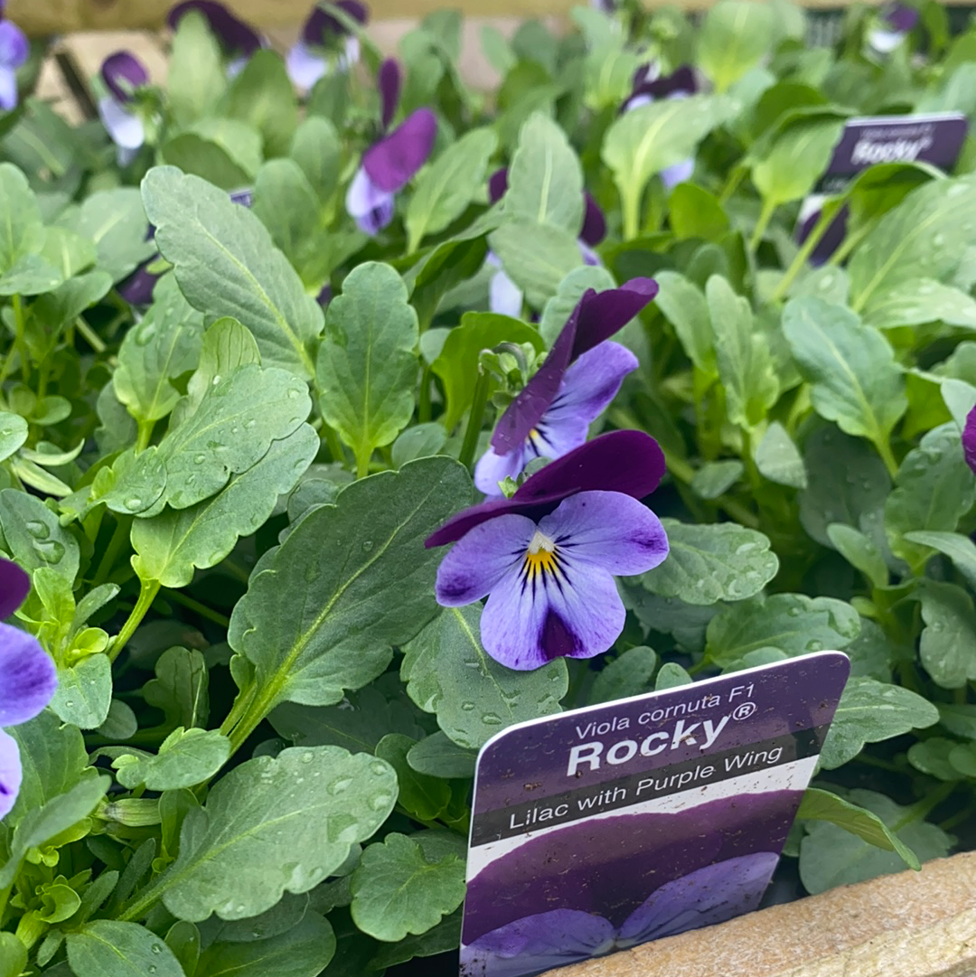 Viola Lilac and Purple