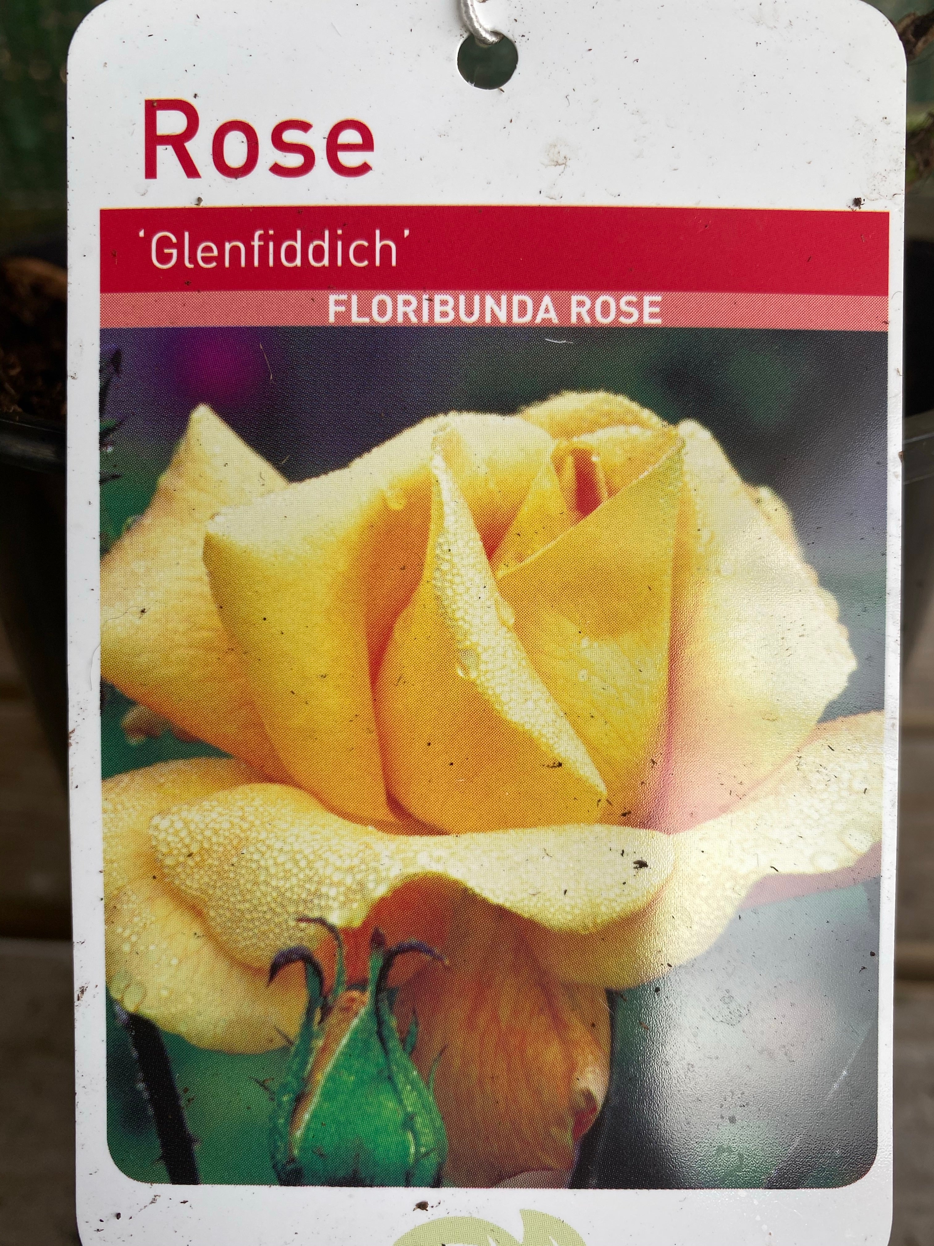 Rose “Glenfiddich"
