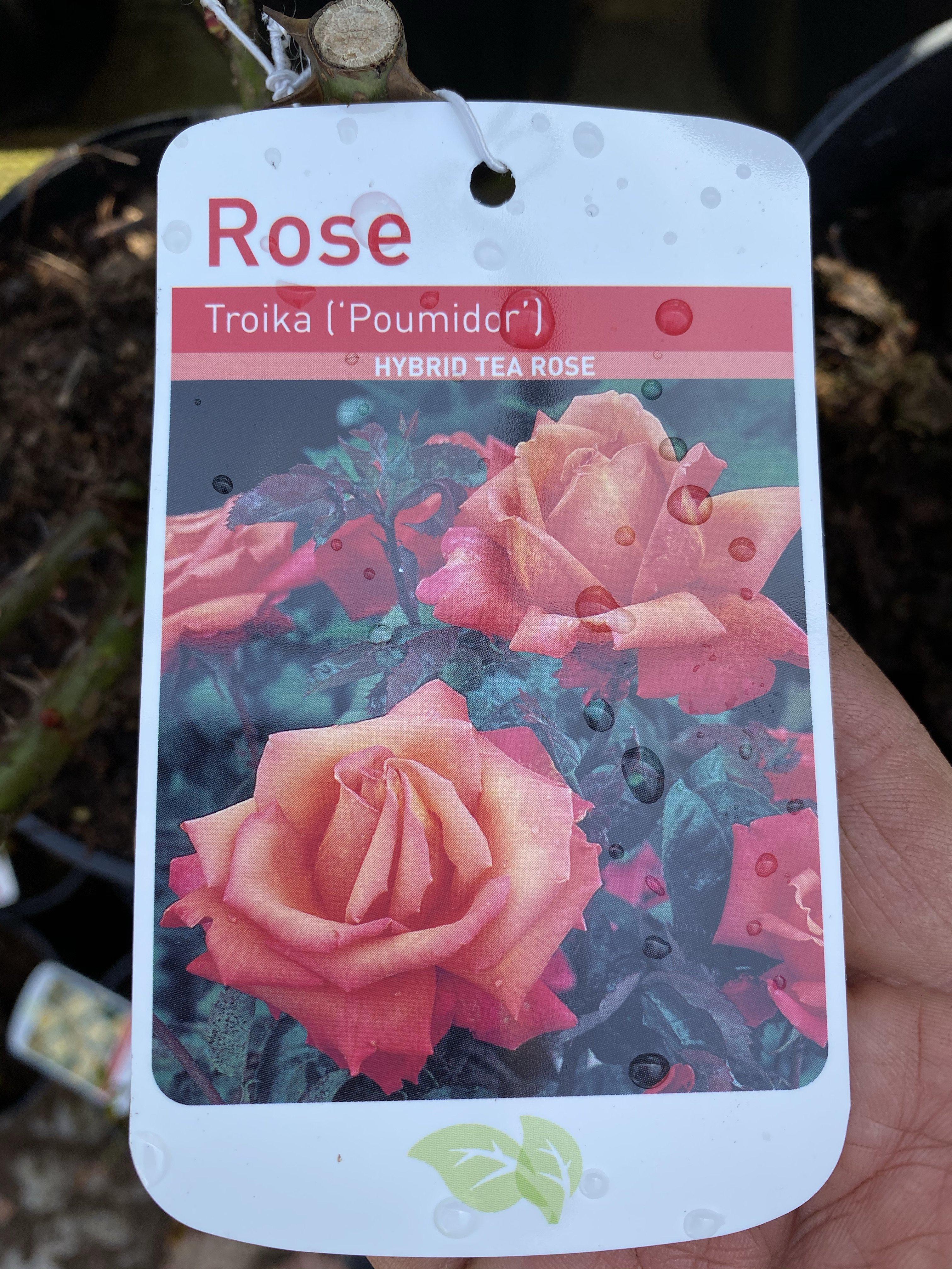 Rose “Troika”