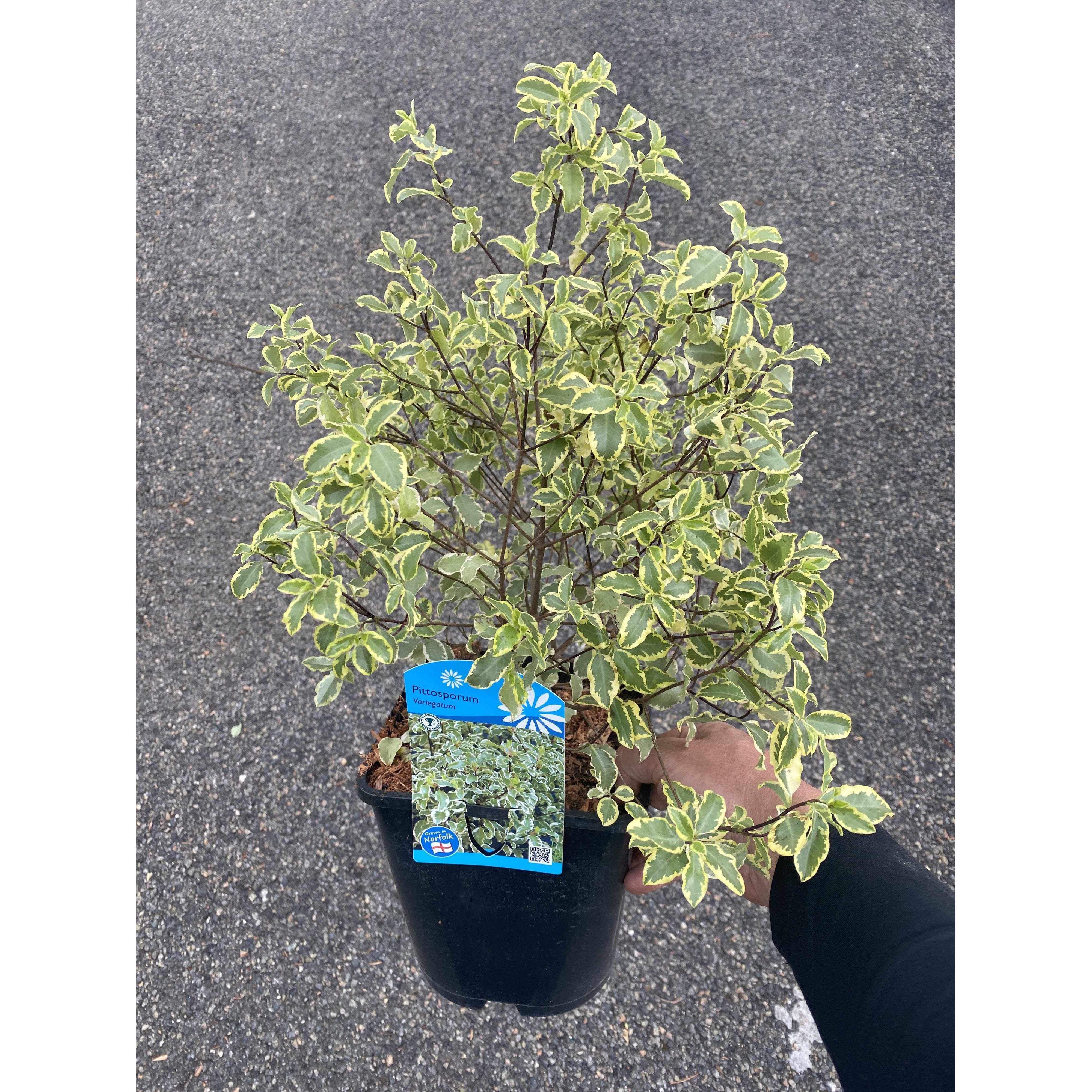 Pittosporum Variegatum