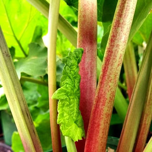 Rhubarb Victoria