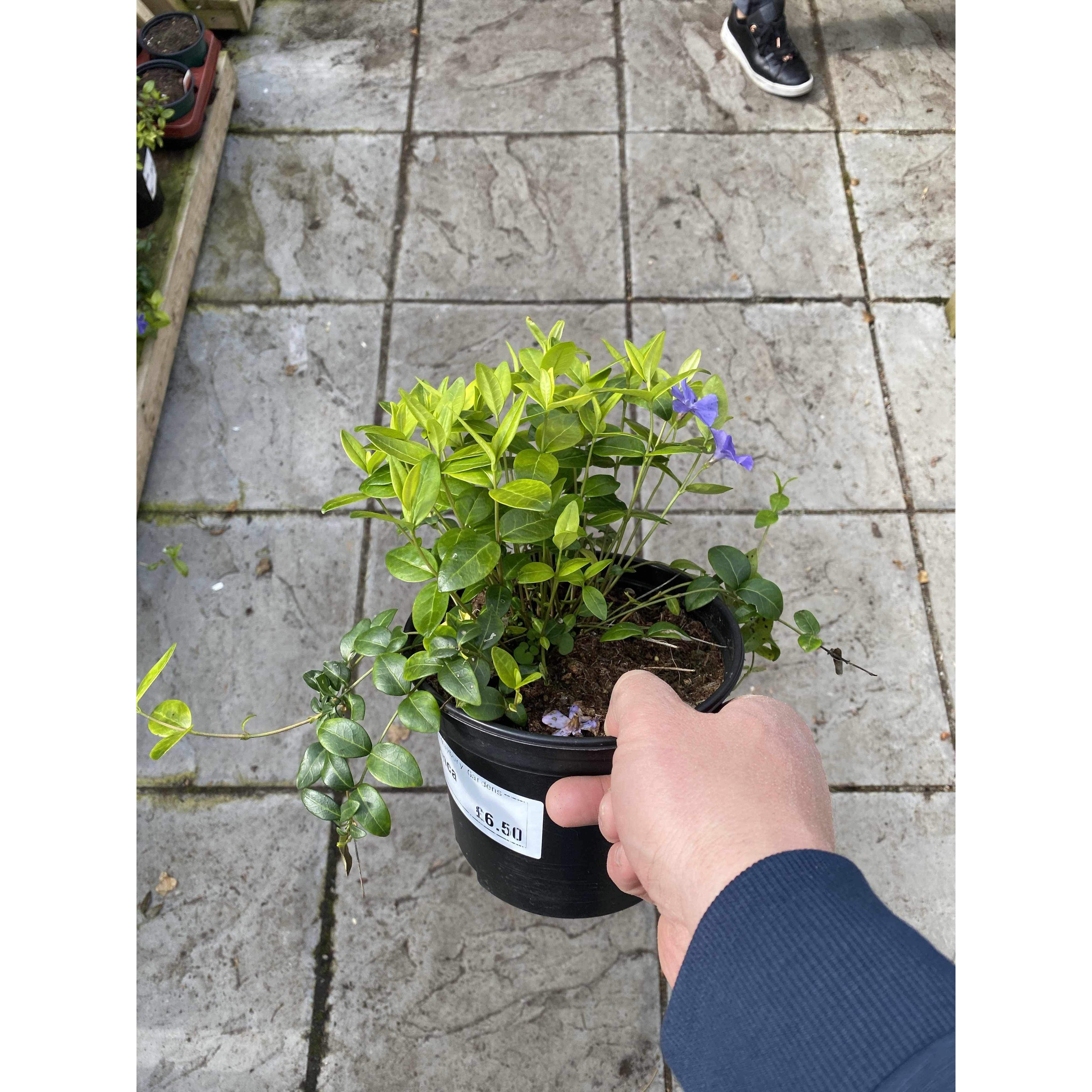 Vinca Minor