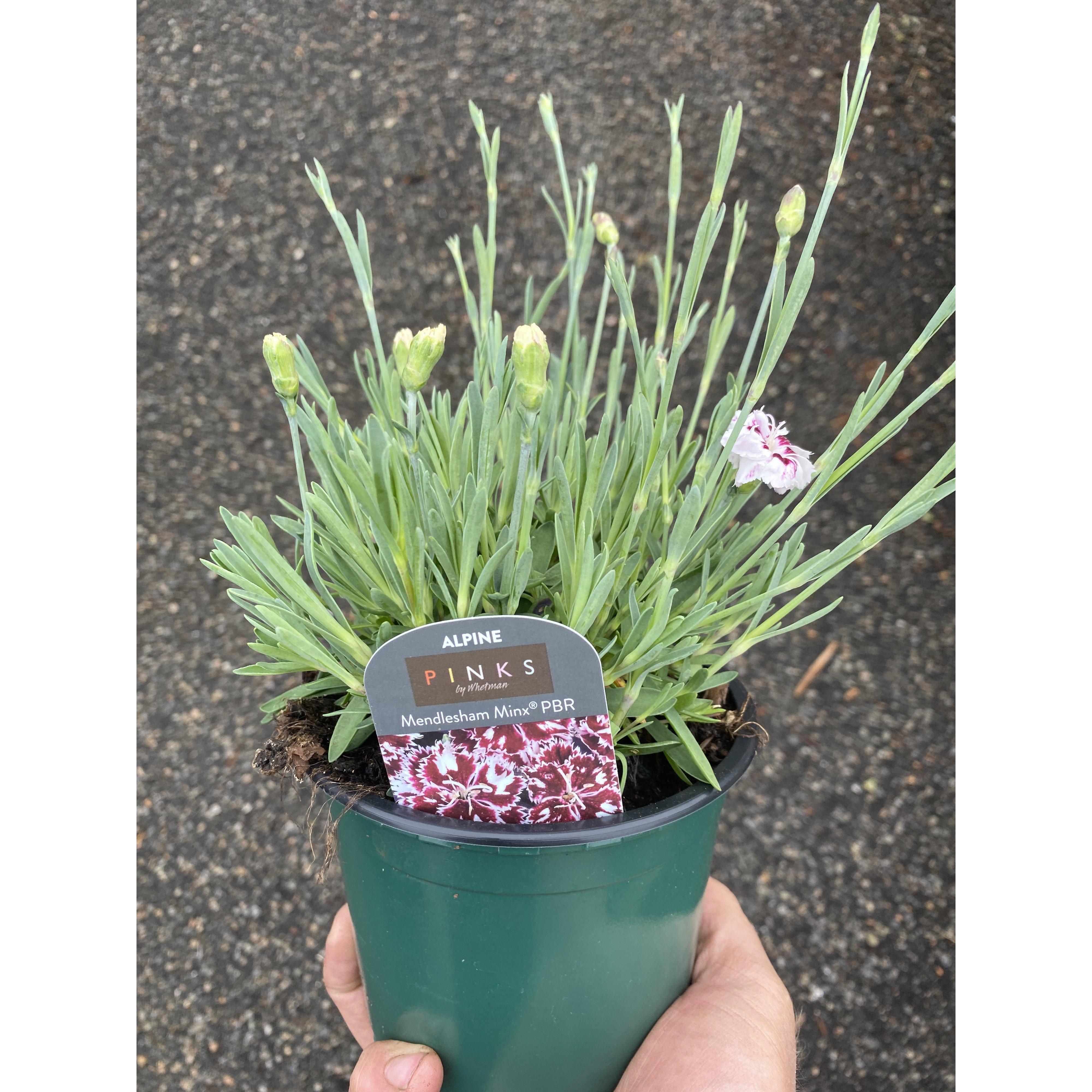 Dianthus Mendelsham Minx