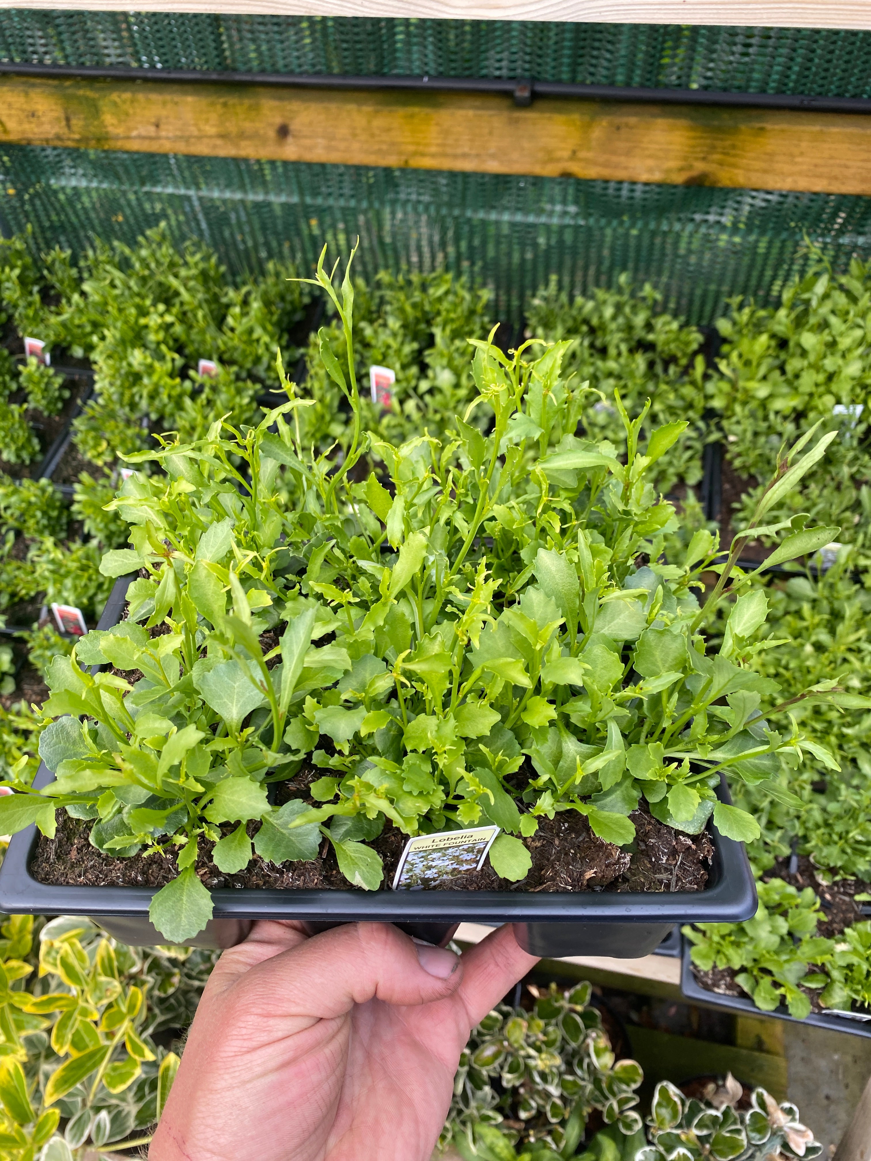 Lobelia Trailing White