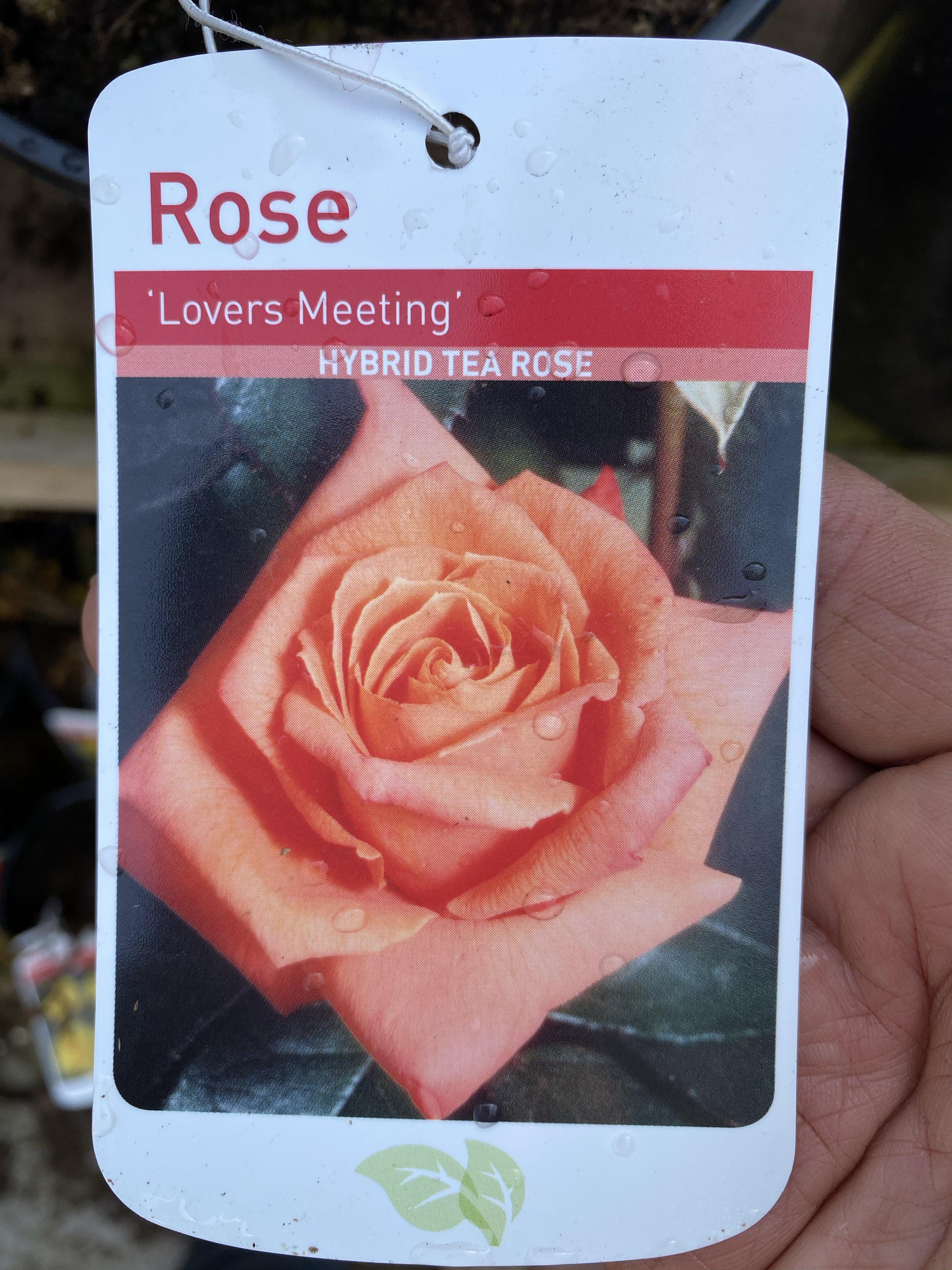 Rose “Lovers Meeting”