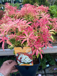 Pieris Forest Flame