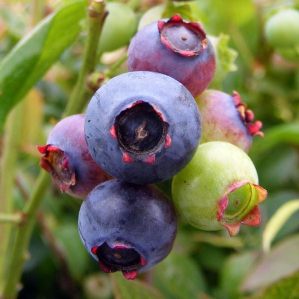 Blueberry Brigitta
