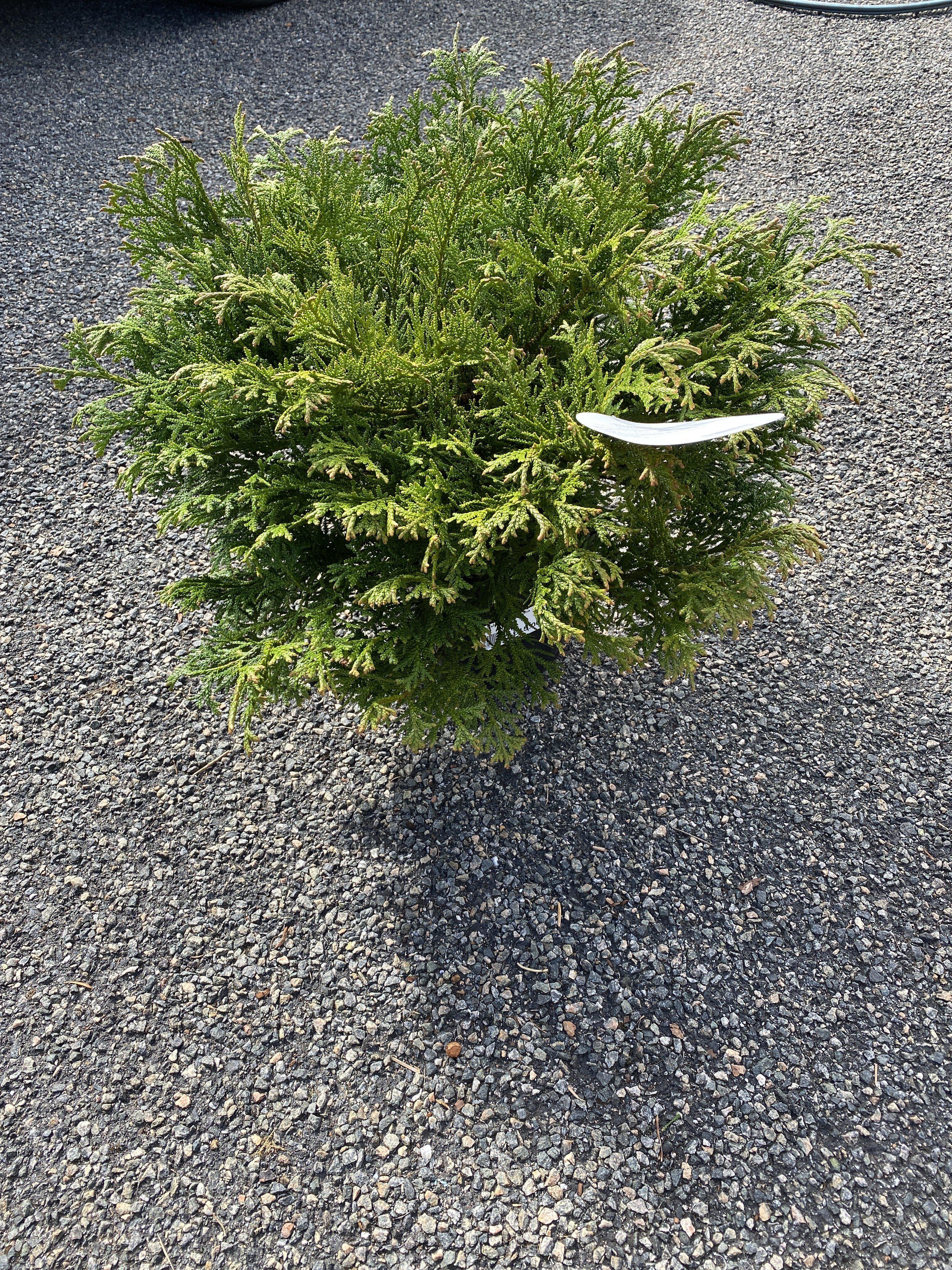 Thuja Dolobrata Nana