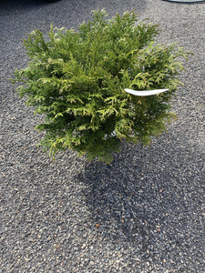 Thuja Dolobrata Nana