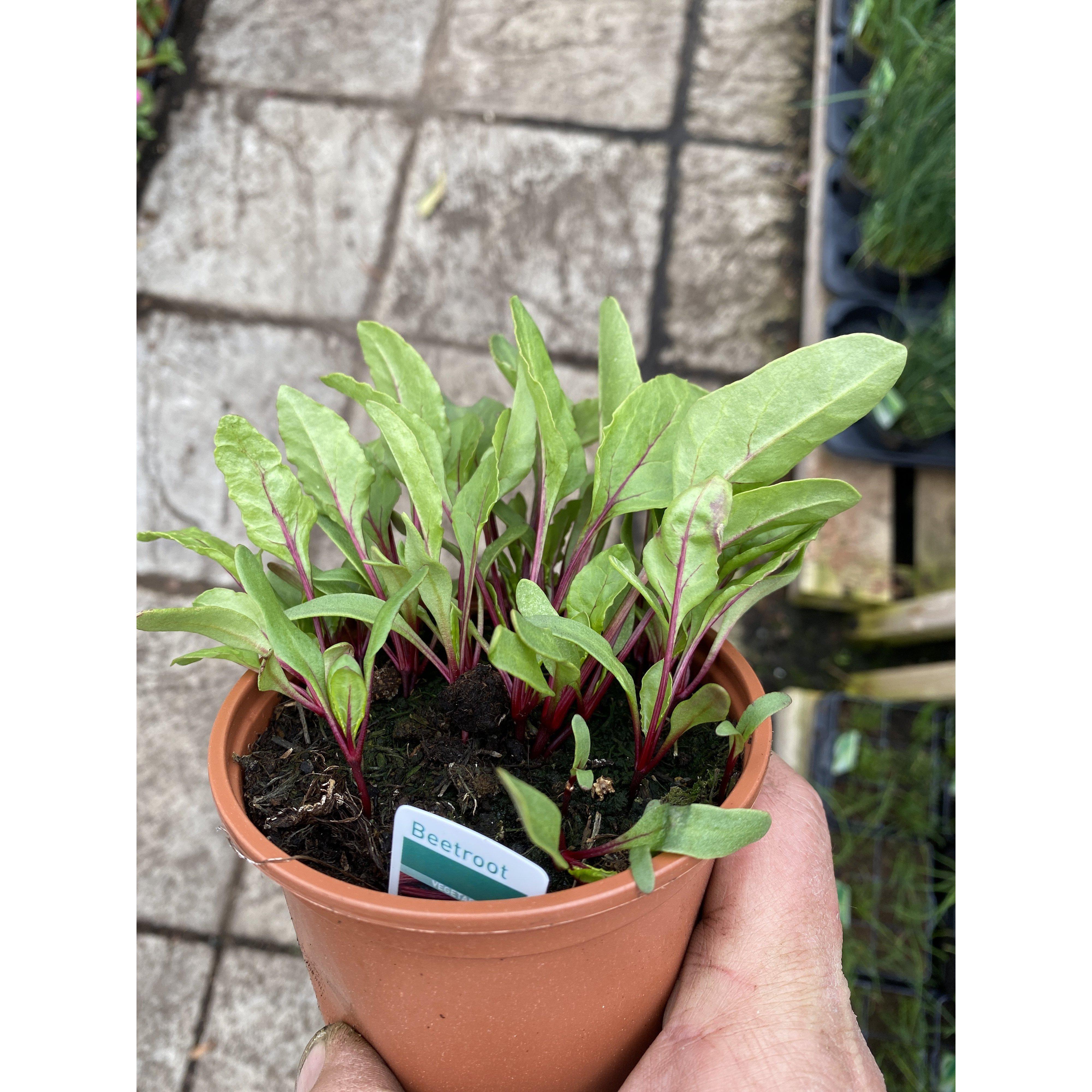 Beetroot