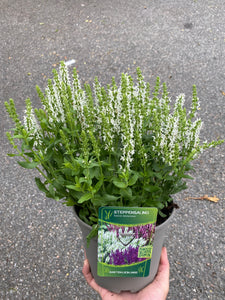 Salvia White 3L