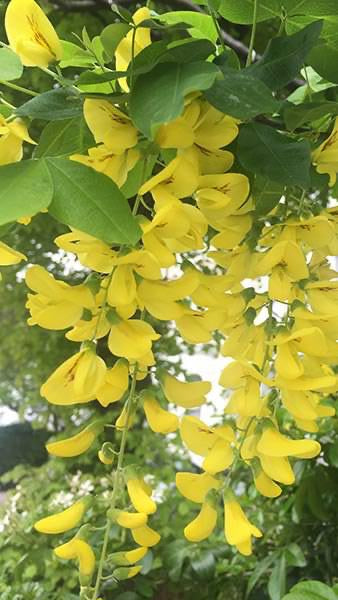 Laburnum Vossii