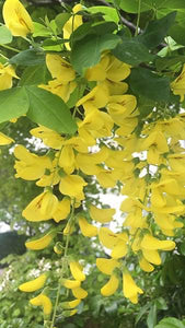 Laburnum Vossii