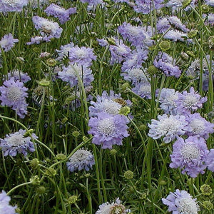 Scabiosa Prefecta Mid Blue