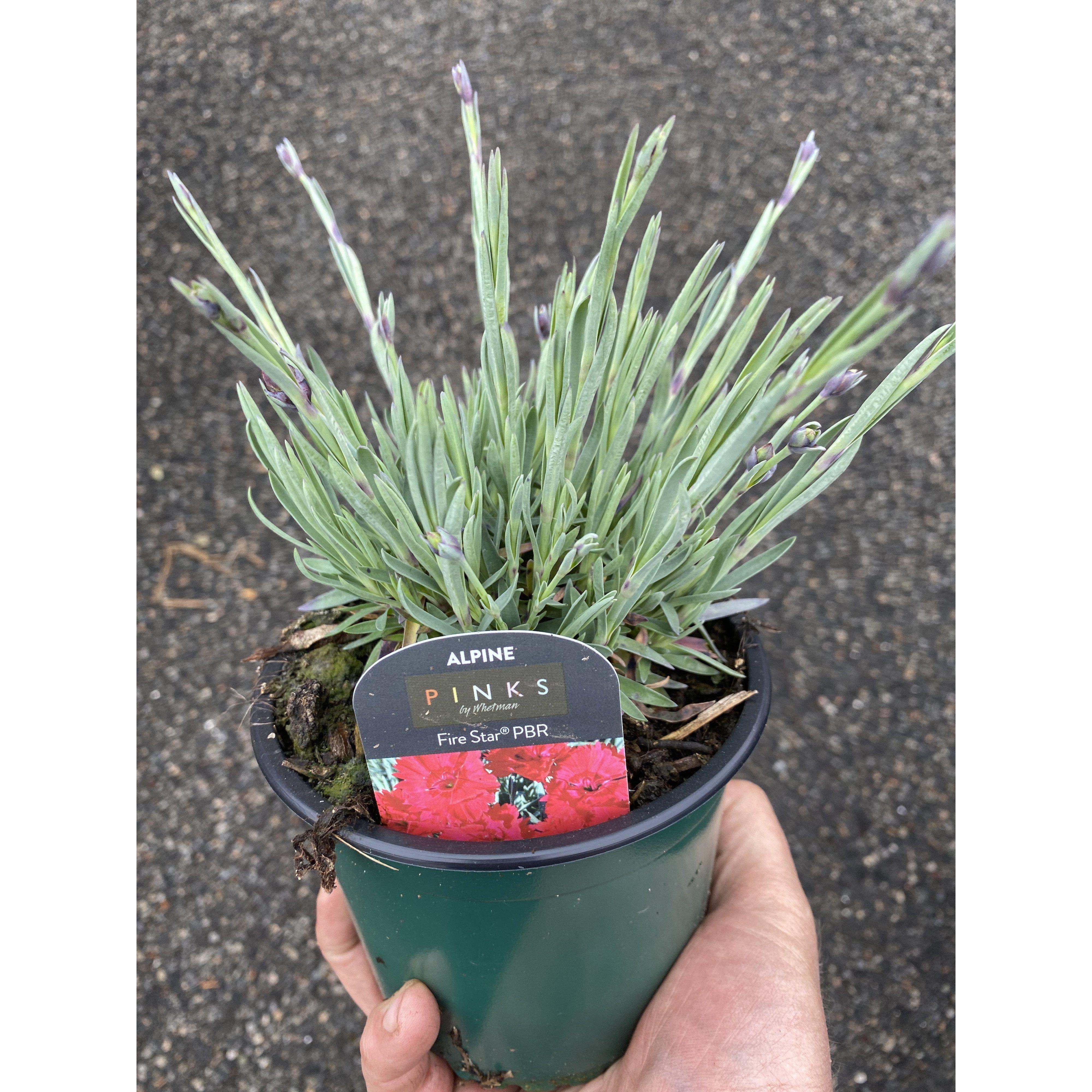 Dianthus Fire Star