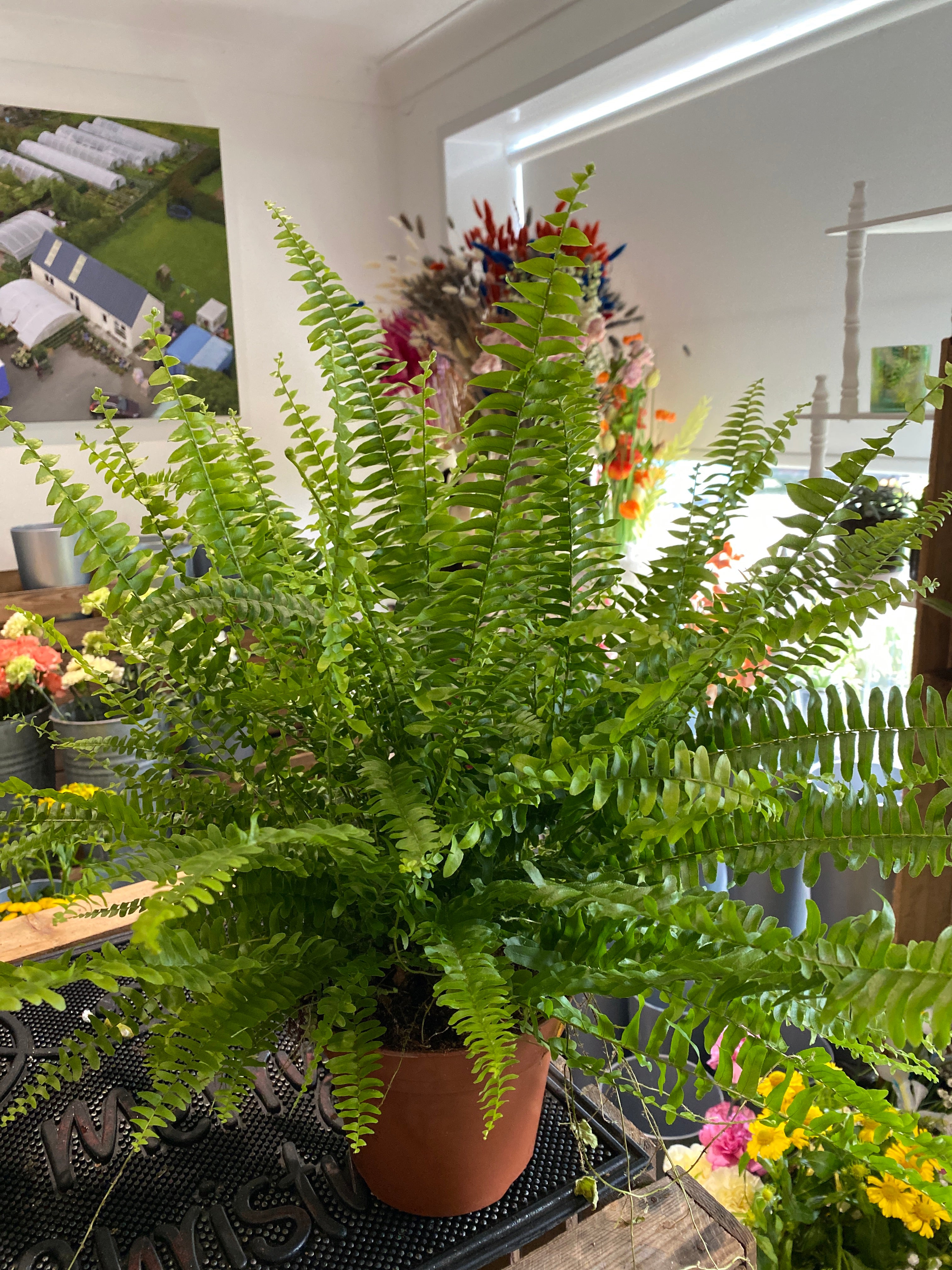 Boston Fern