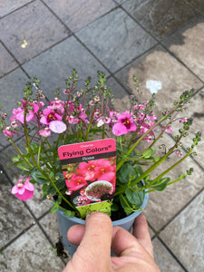 Diascia Rose