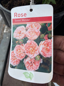 Rose “Sweet Wonder”
