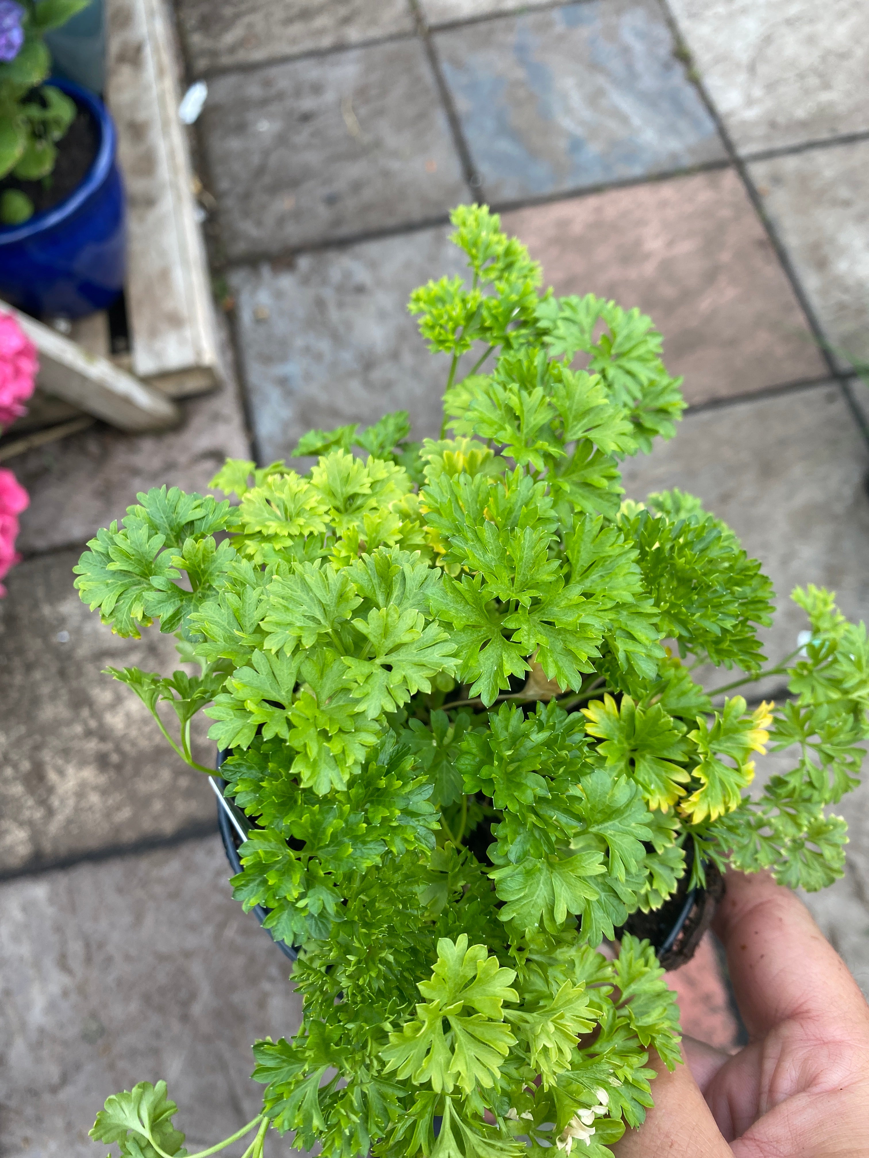 Parsley Curled