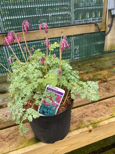 Dicentra King of Hearts