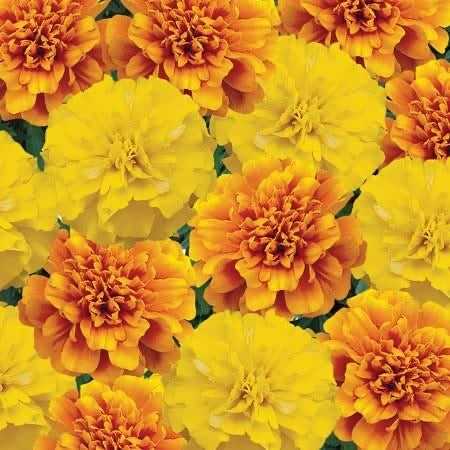 Marigold (French) Citrus Mix