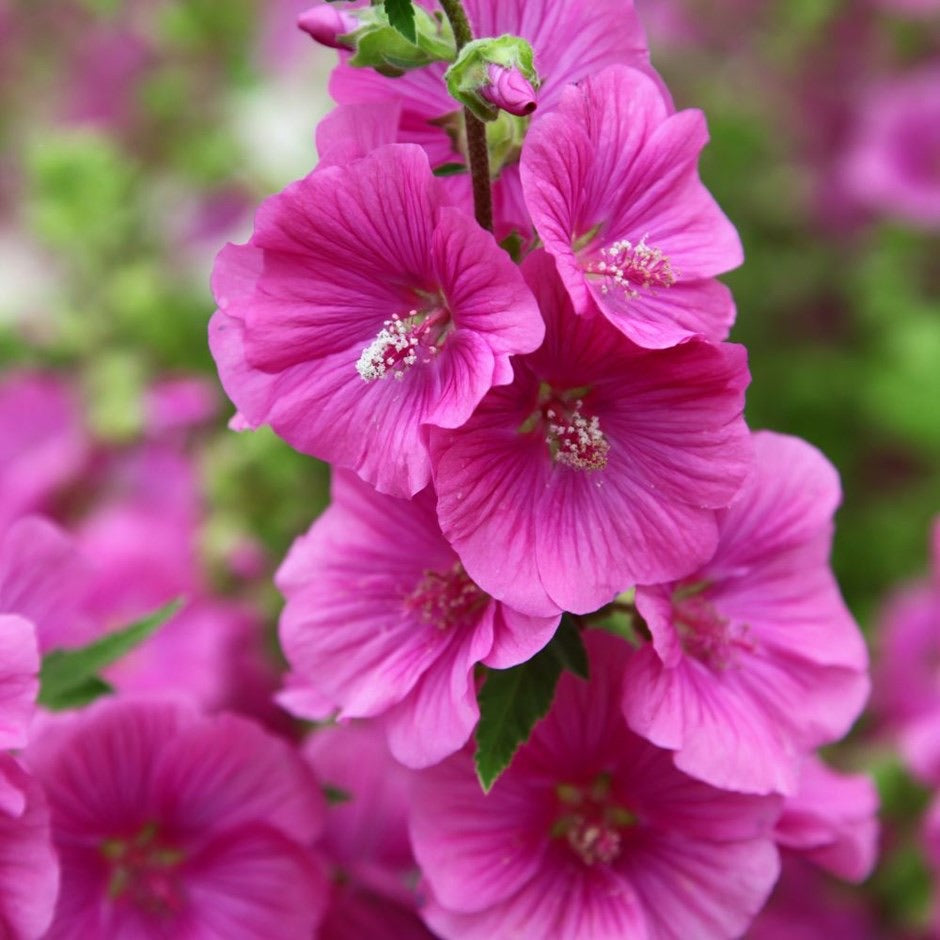 Lavatera Bredon Springs