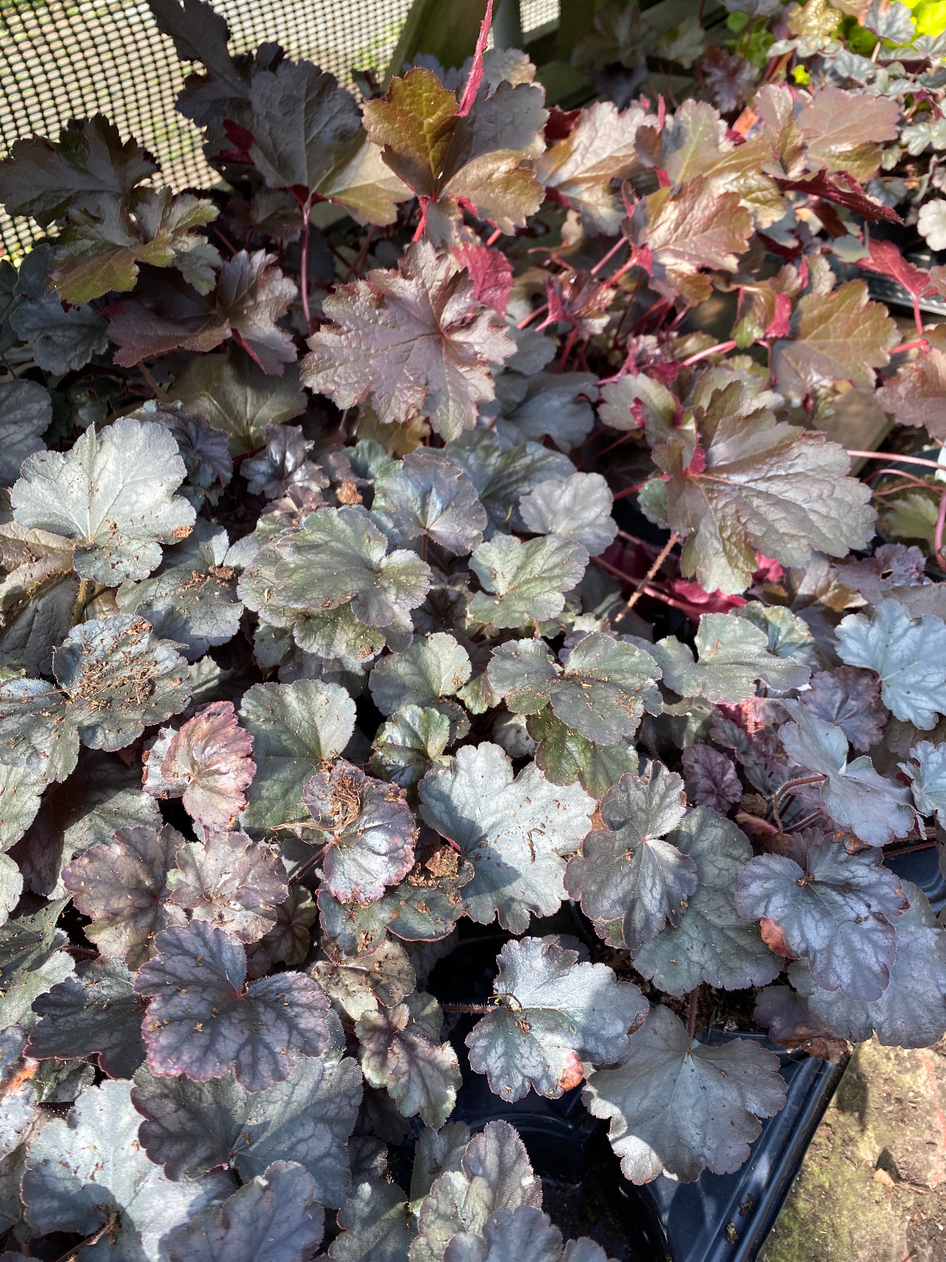 Heuchera Bundle