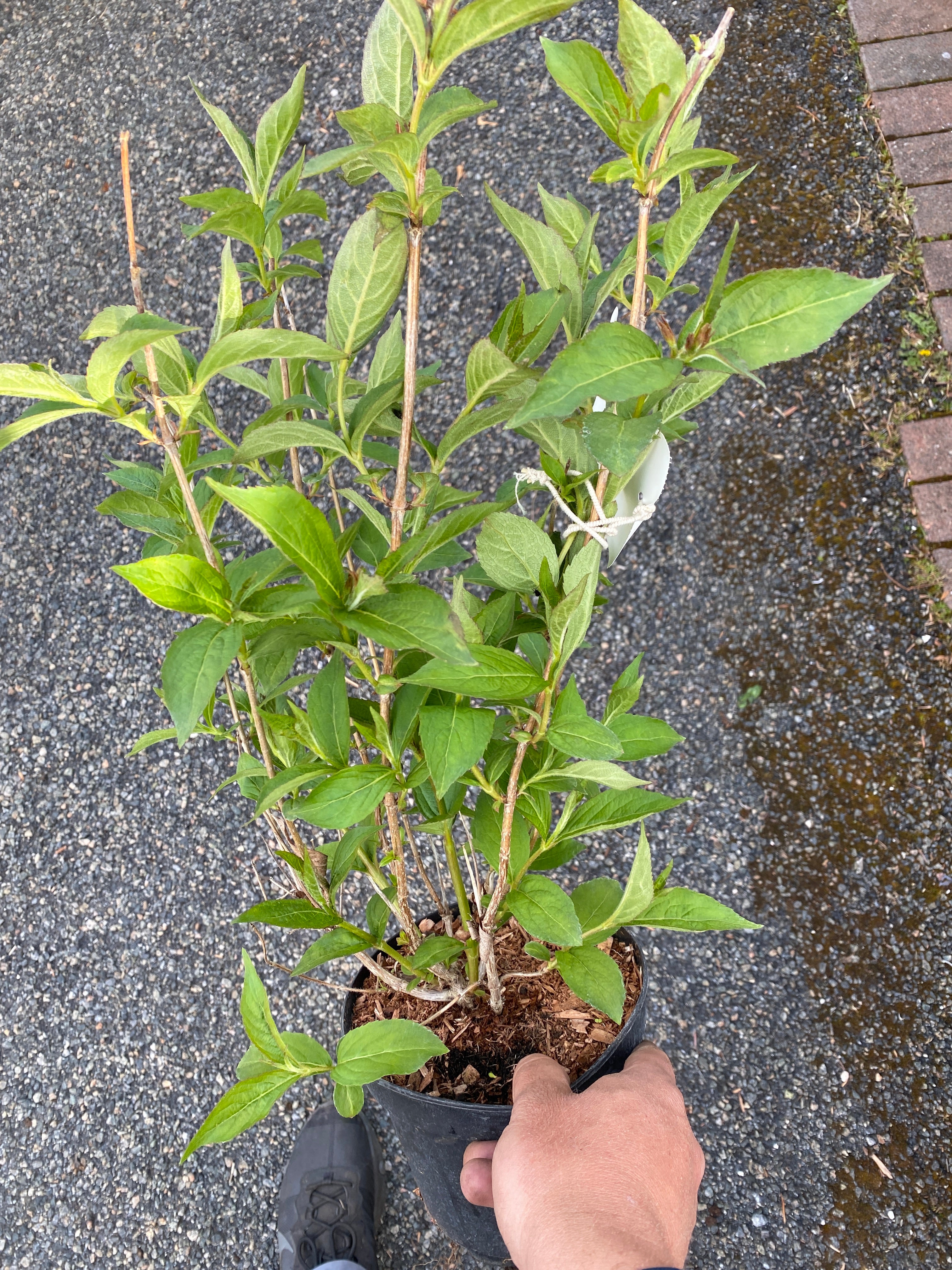 Weigela Red Prince