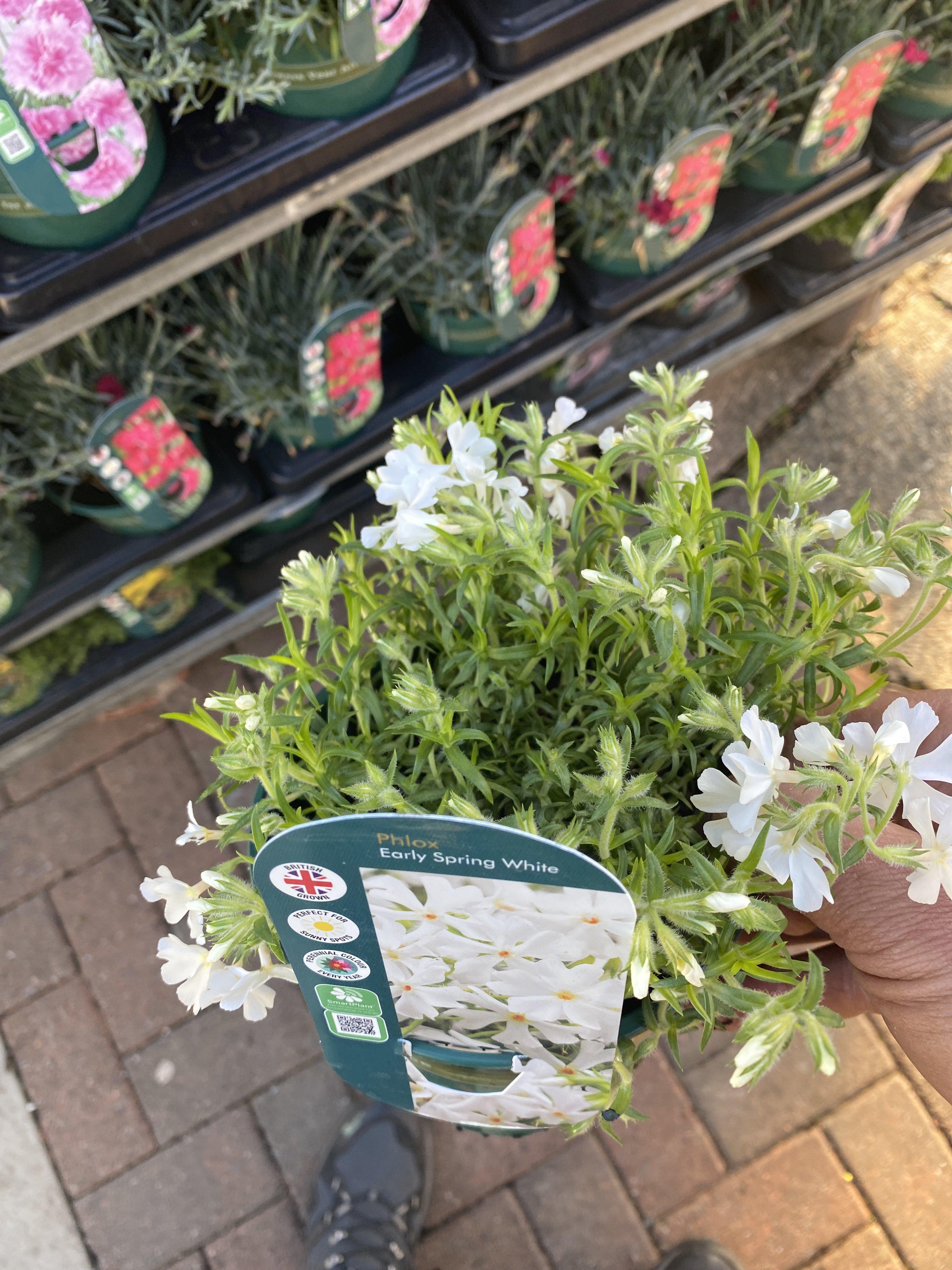 Phlox Early Spring White