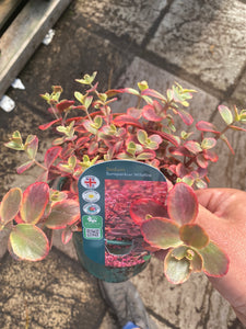 Sedum Sunsparlkler Wildfire