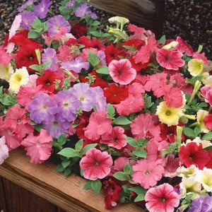 Petunia Celebrity Mixed