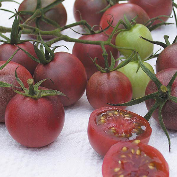 Tomato (Cherry) Chocolate Cherry