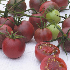 Tomato (Cherry) Chocolate Cherry