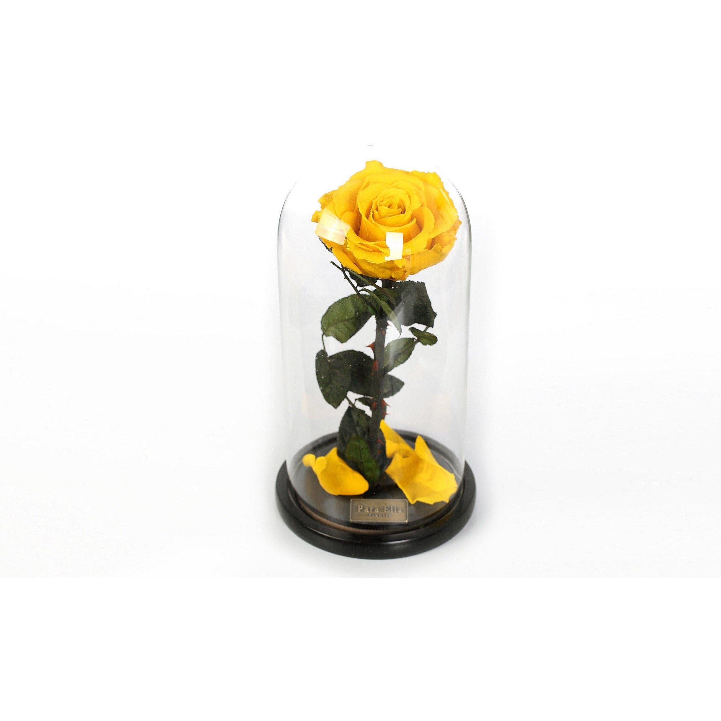 The Belle - Yellow