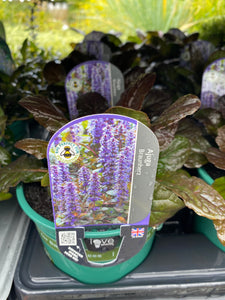 Ajuga Braunherz