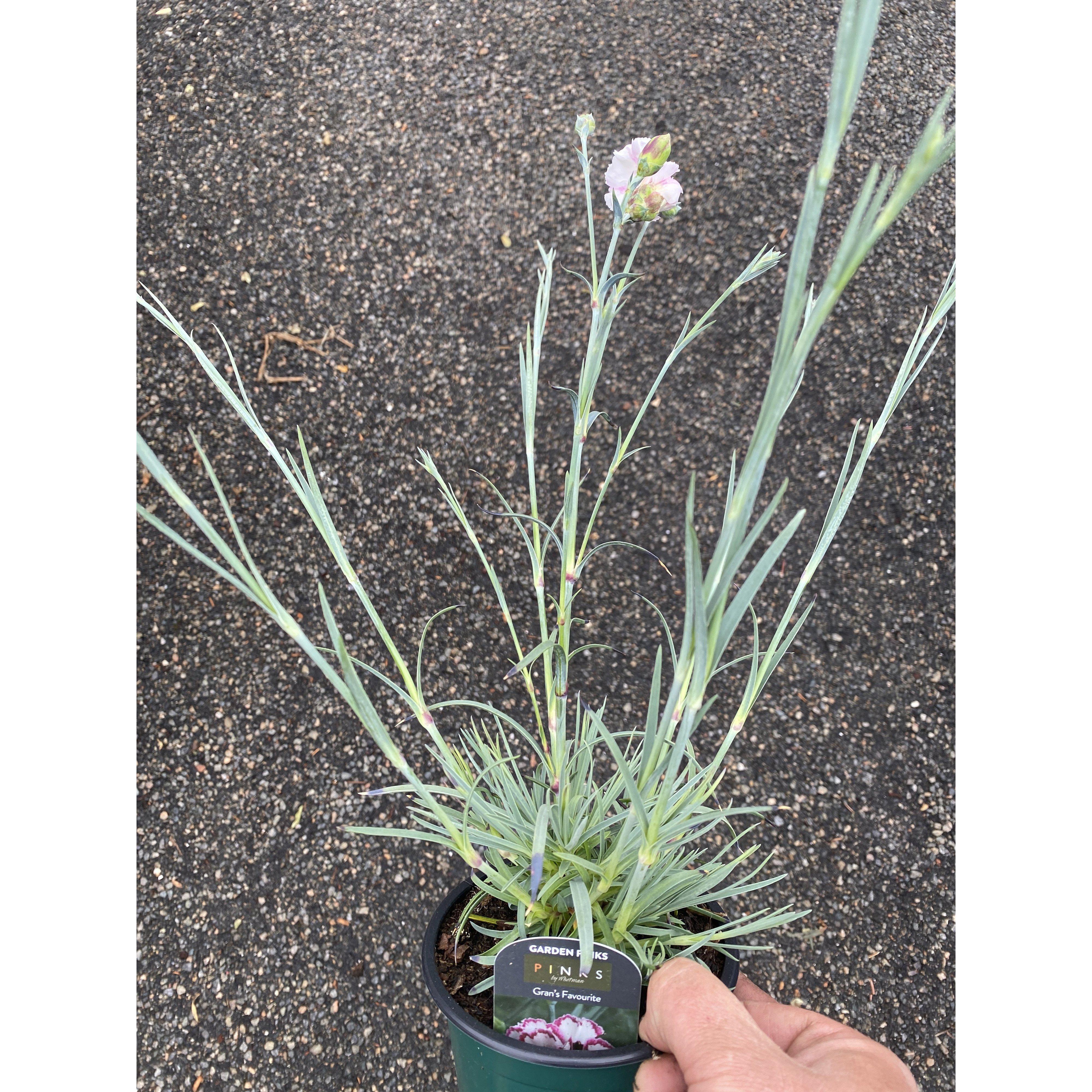 Dianthus Grans Favourite