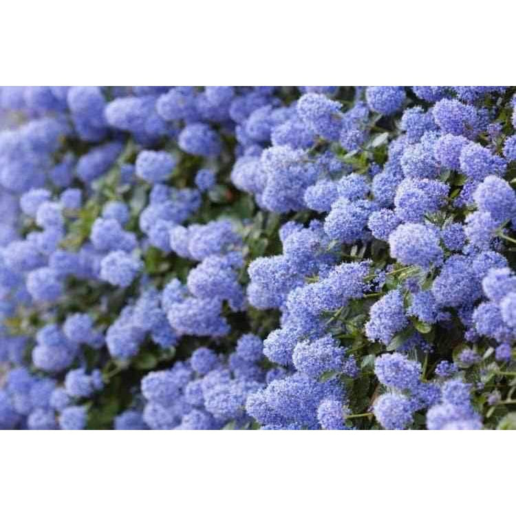 Ceanothus repens