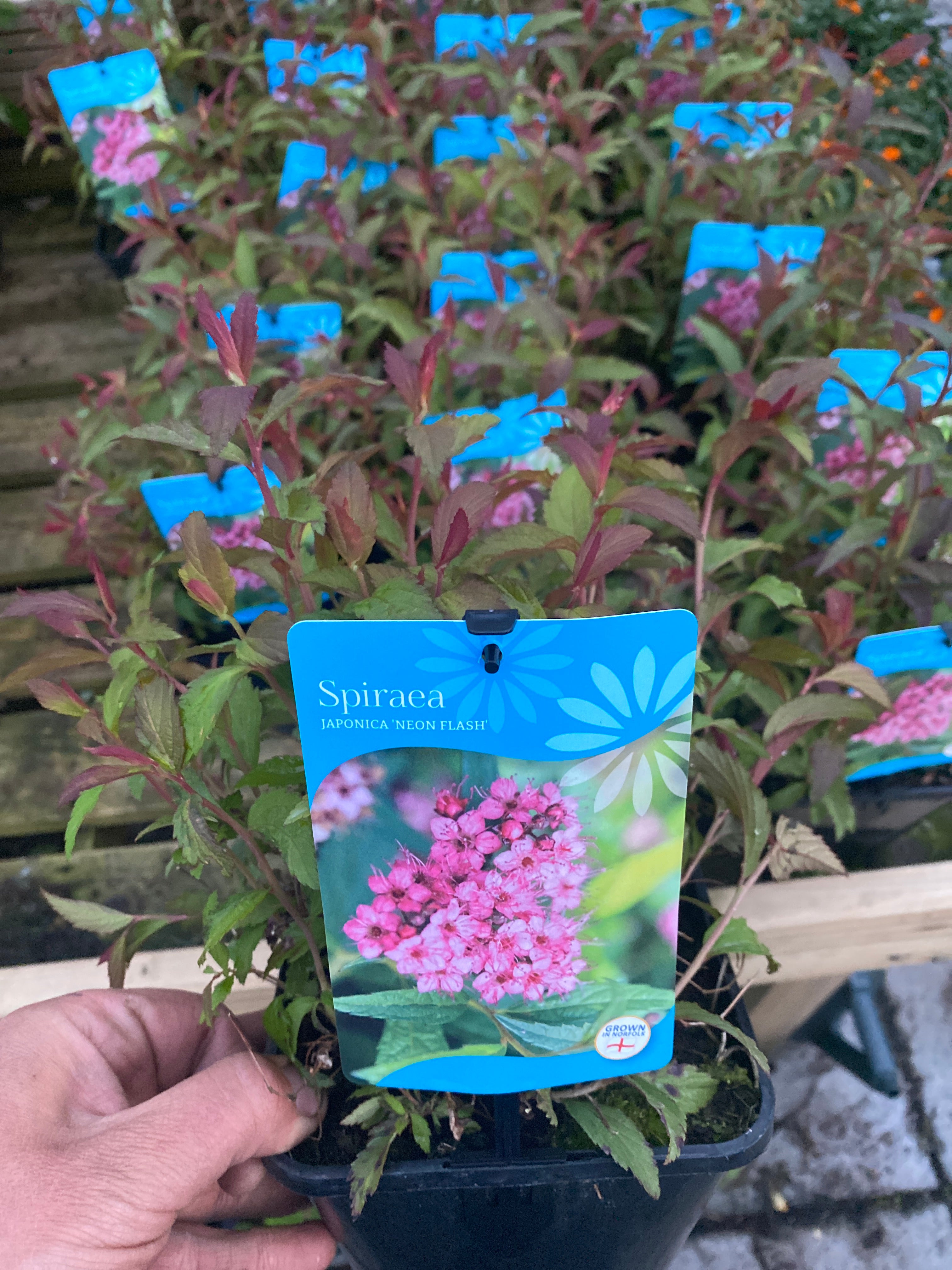 Spiraea Neon Flash