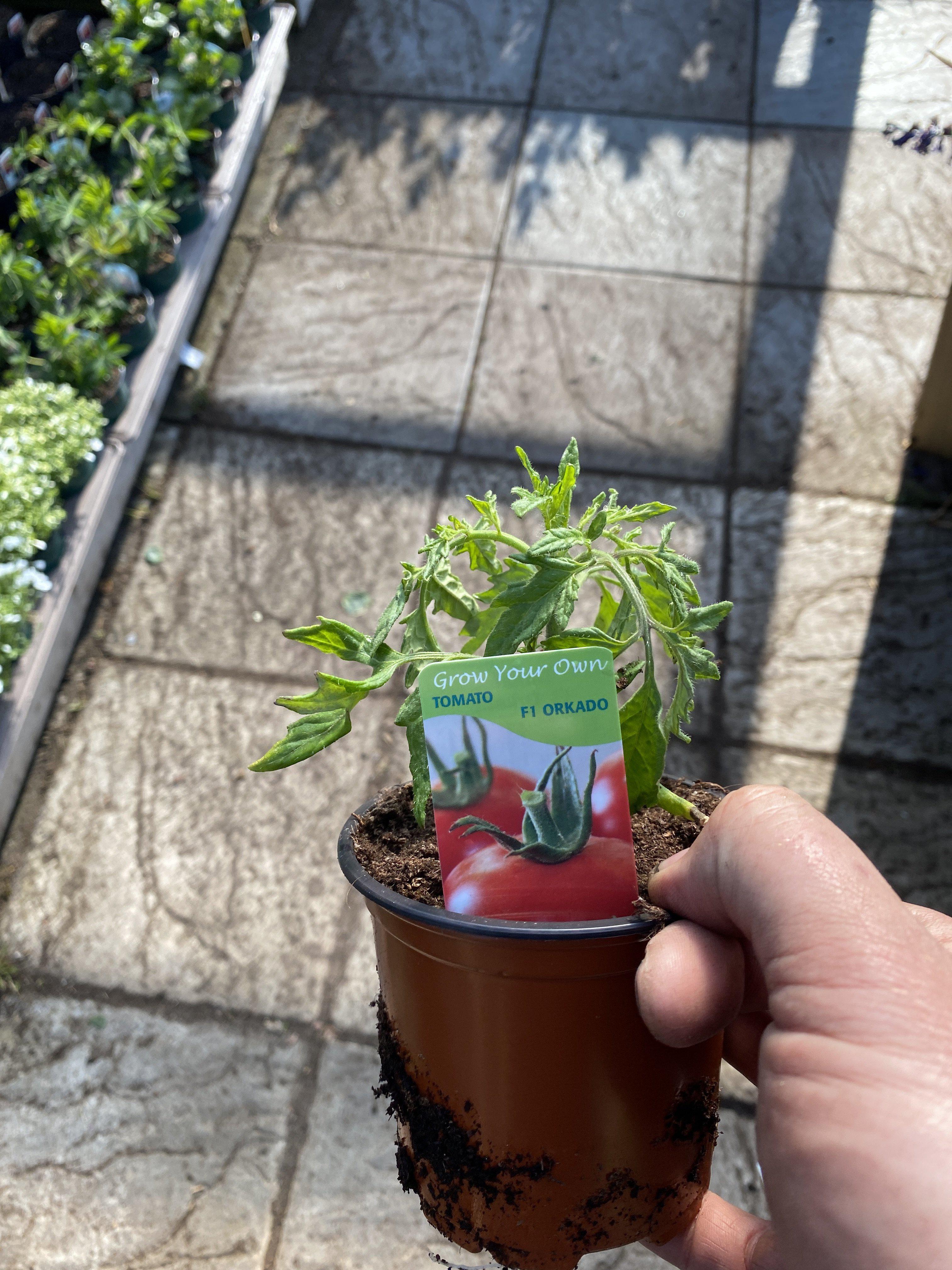 Tomato Orkado